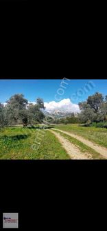 Aydın , Sultanhisar'da Tek Tapu Verimli Zeytinlik