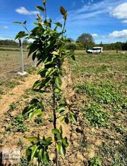 Emlakyap Tan Kırklareli Pınarhisar Da Satılık 873m2 Tarla