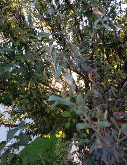 Yazlık Trıpleks Villa