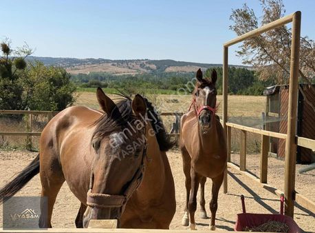 Asfalt Cepheli 2000 M2 Arazi İçerisinde Ahşap Dubleks