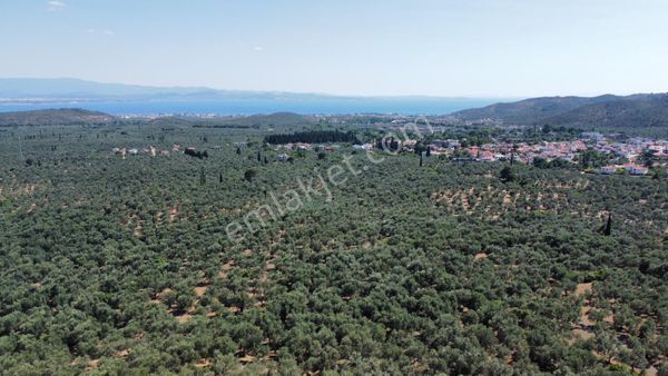 Kavurmacılarda Muhteşem Zeytinlik