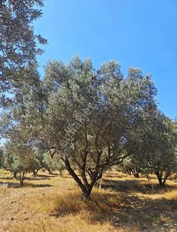 Zeytinlik Aziziye'de