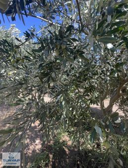 Uygun Fiyata Satılık Zeytinlik