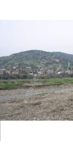 Acil...bayındır Buruncuk Merkezde Satılık Zeytinlik