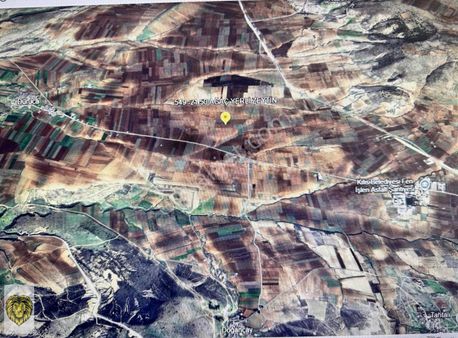 Fırsat 50 Ağaç Yetişkin Yerli Ağaç Zetin Bakımlı