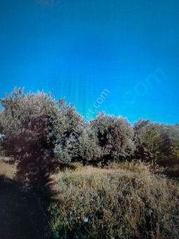 Sarayköy Gerali Mahallesinde 2000m2 Satılık Zeytinlik Yolu Vardır