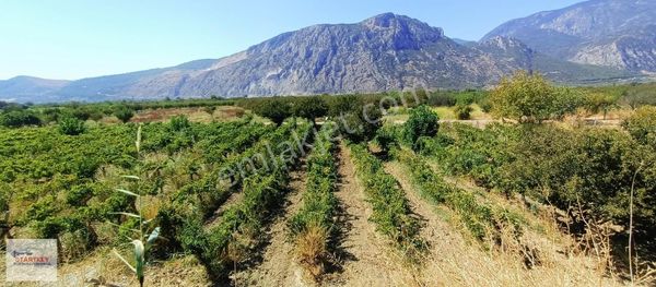 Yukarı Çobanisa'da 4'lük Sondajlı Üzüm Bağı Ve Kayısı Bahçesi