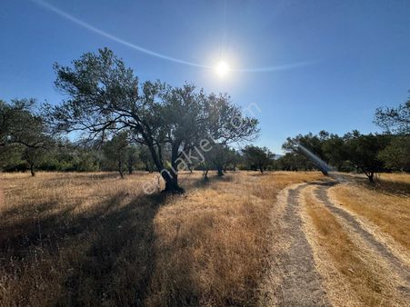 Soma Yırca’da 4.002 M² Zeytinlik – Yolu, Suyu Ve 40 Adet Zeytin Ağacı İle Yatırımlık Fırsat !