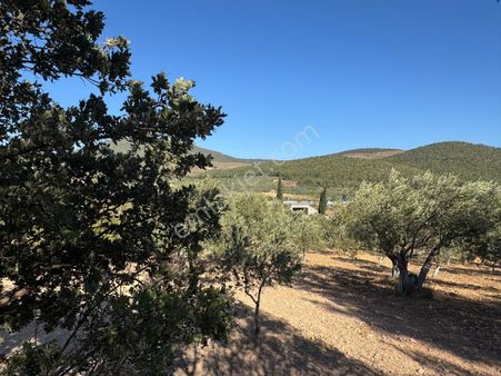 Soma Yırca Köyü’nde 1.350 M² Hobi Bahçesine Uygun Tarla – 10 Ağaçlı, Küçük Bütçeli Yatırım Fırsatı