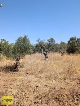 İzmir Torbalı Satılık 614m² Müstakil Tapulu Tarla