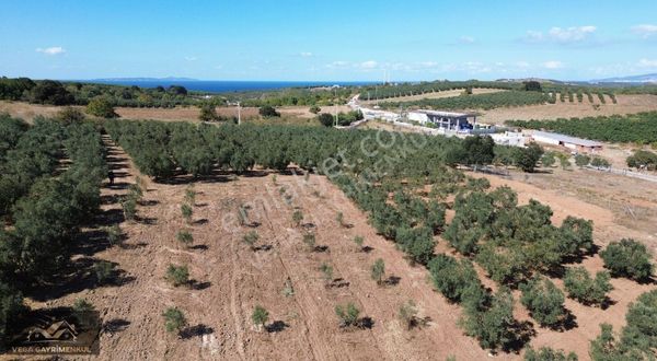 Esence'de Satılık Parseller