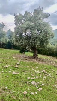 Söke Güzeltepe’de 10 Dönüm Zeytinlik