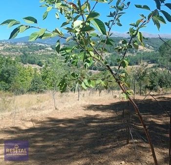 Kütahya Şaphane De Satılık 25 Dönüm Tarla