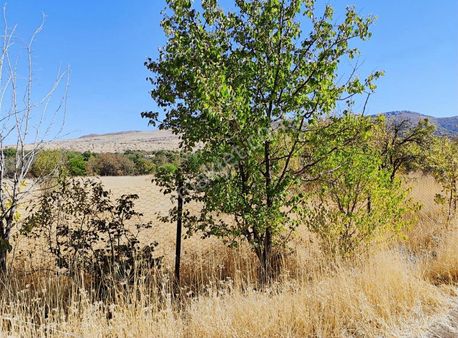 Serince (şüşnaz) Köyünde Satılık Bahçe