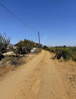 Akkeçili'de Satılık Zeytinlik