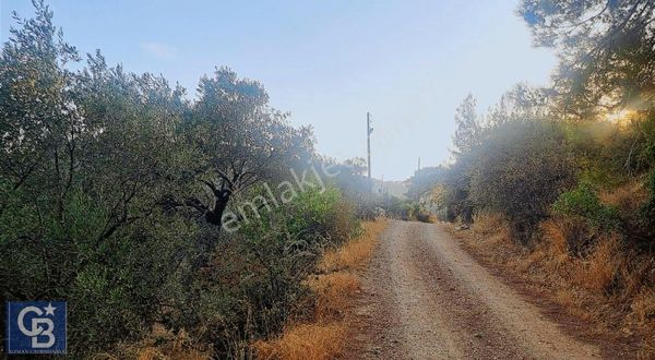 Kuyucak Mah. Akkaya 5dk Satılık Tarla