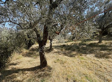 Pek Emlaktan Tirenin Dibinde Satılık Zeytin Bahçesi Manzaralı