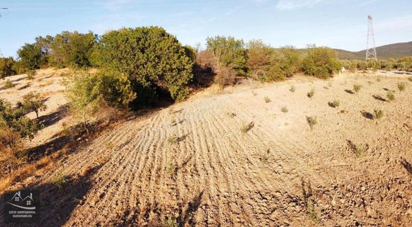 Büyükgüney Mahallesinde Satılık Zeytinlik