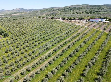 Salihlide Satılık Yetişkin Zeytinlik - Elektrik Ve Suyu İçinde
