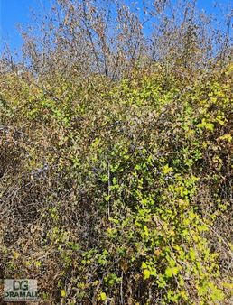 Balıkesir Sındırgı Bulak 570 M2 Bahçe Köyiçi Meyve Ağaçları