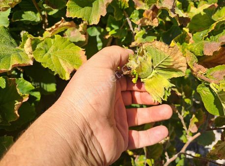 Konya Seydişehir Boyalı Mah. Müstakil Ev İki Katlı 3+1 Daire