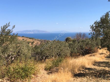 Şarköyde Işık Emlaktan Çınarlı Mah De 1200 M2 Zeytinlik