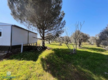 Torbalı Dirmil Mah 1331m2 Satılık Bağ Bahçe Zeytinlik