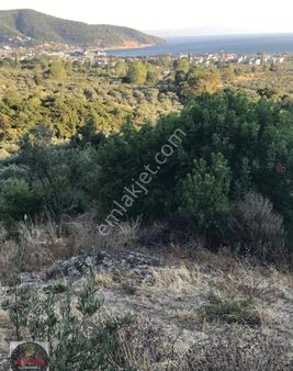 Aycan Gayrimenkulden Erdek Ocaklarda Satılık 4 Dönüm Zeytinlik