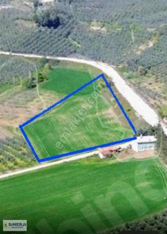 Mürsel Köyde 250metre Asvalta Cephesi Olan Satılık Tarla