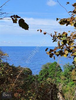 Sava Gayrimenkul Keşap Hisarüstü Köyü Satılık Fındık Bahçesi
