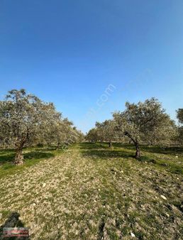 Bilginoğlu Emlak'tan Arabacı Bozköy De Satılık Zeytinlik