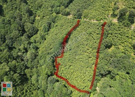 Etgü Gayrimenkulden Ilıca'da Satılık 7.440m² Fındık Bahçesi