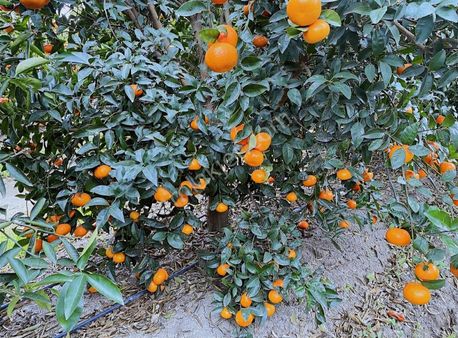 Adahan'dan Karataş Bölgesi 30 Dönüm 6 Yaşında W Murcot Mandalina