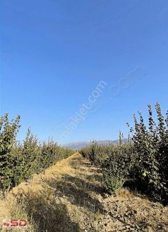 Tavasta 40.850 M2 Bağ Bahçe Armut Ve Kiraz Tarlası