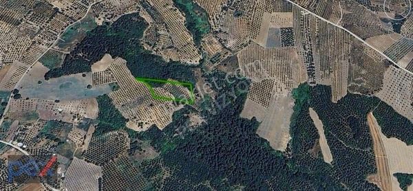 Dedeköyde Orman İçinde Tarla Vasıflı 9300 M2 Harika Zeytinlik
