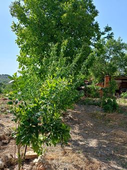 Satılık Orijinal Müştemilatılı Taş Ev