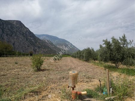 Beyaz Gayrimenkulden Yukarı Cobanisa Mh 3.900 M2 Zeytinlik