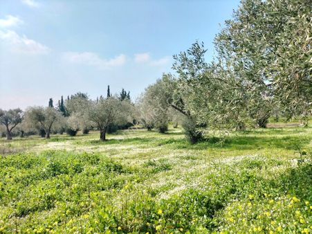 Germencik Gümüşte İçinde 3500 Civarında Zeytin Olan 115 Dönüm Zeytinlik