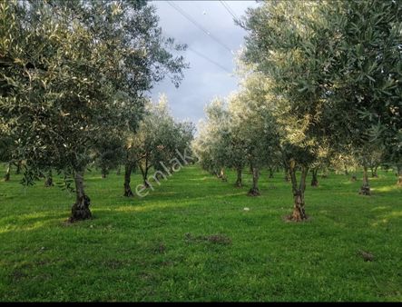 Manisa Soma Yırca Satılık Zeytinlik