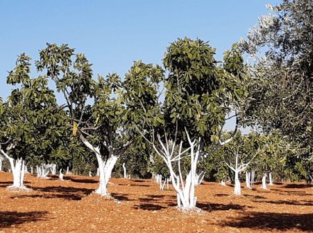 Germencik Dereköyde Bakımlı Karışık Zeytin Ve İncir Bahçesi