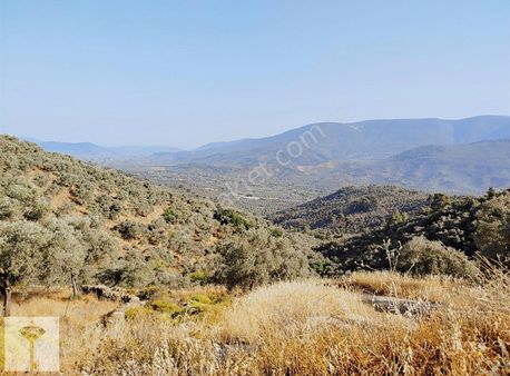 Muhteşem Lokasyonda Fırsat Zeytinlik