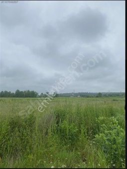 Kaynarca Gürpınar Mh De Fırsat Satılık Fındık Bahçesi