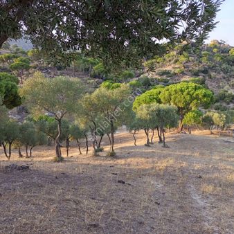 Aydın Söke Karakaya Köyünde 268 Dönüm Satılık Zeytinlik