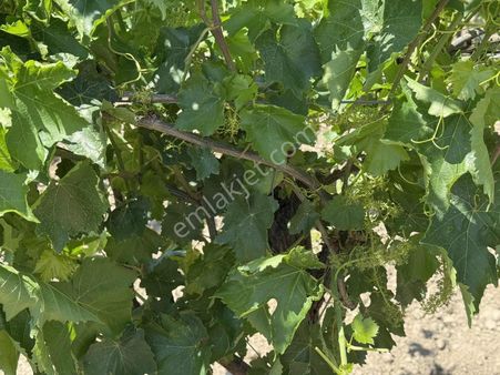 Kirvem Emlak'tan Mütevelli Mahallesinde Satılık 8.217 M² Bağ