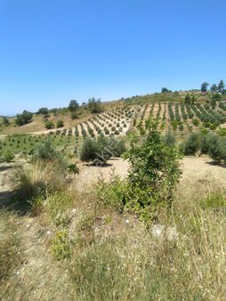 Satılık Tek Tapu Tarla