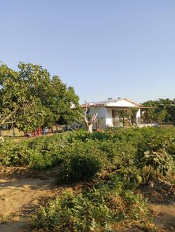 Aydın Germencik’te Satılık İncir Tarlası