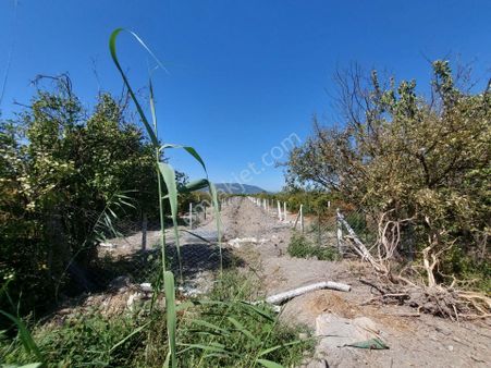 Ortaca Tepearasında 8126 M2 Yatırım Ve Zirayi Krediye Uygun Nar Bahçesi Satılık