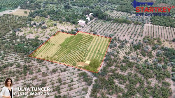 Kemalpaşa Yukarıkızılca'da 7440 M2 Satılık Zeytinlik