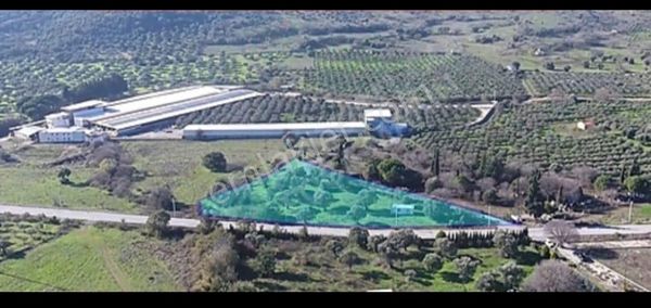 Yenifoça Bucak Mevkiinde Asfalta Cepheli Satılık Tarla