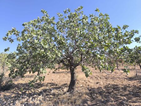 World İlkevim'den Büyük Kargılı'da 25 Dönüm Fıstık Tarlası